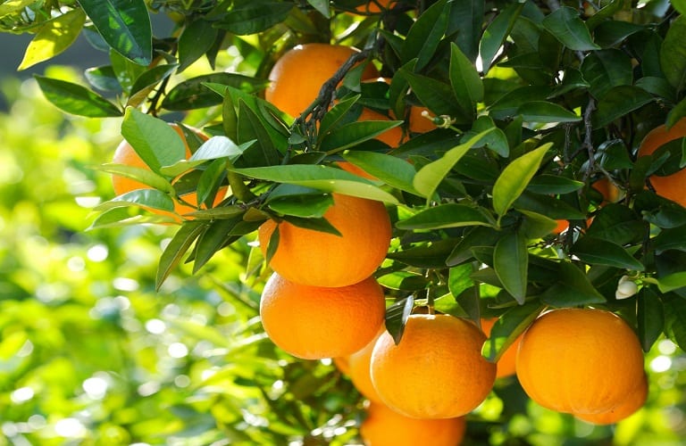 Η Ελλάδα πρωταγωνιστεί στις εξαγωγές πορτοκαλιών προς την Ευρώπη . Πολύ ενδιαφέροντα στοιχεία για την παραγωγή .....