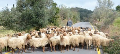 Απλήρωτοι οι νέοι κτηνοτρόφοι στο Ρέθυμνο, επειδή τα πρόβατά τους είναι ... ανήλικα! Στην αναμονή για να πληρωθούν είναι αρκετοί κτηνοτρόφοι στην Κρήτη ......