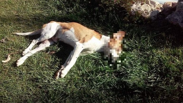 Ποιός σκοτώνει τα αδέσποτα στις Αρχάνες; Τέσσερις θανατώσεις σκυλιών έχουν συνταράξει τις τελευταίες ημέρες τις Αρχάνες! Οι φιλόζωοι της περιοχής είναι .....