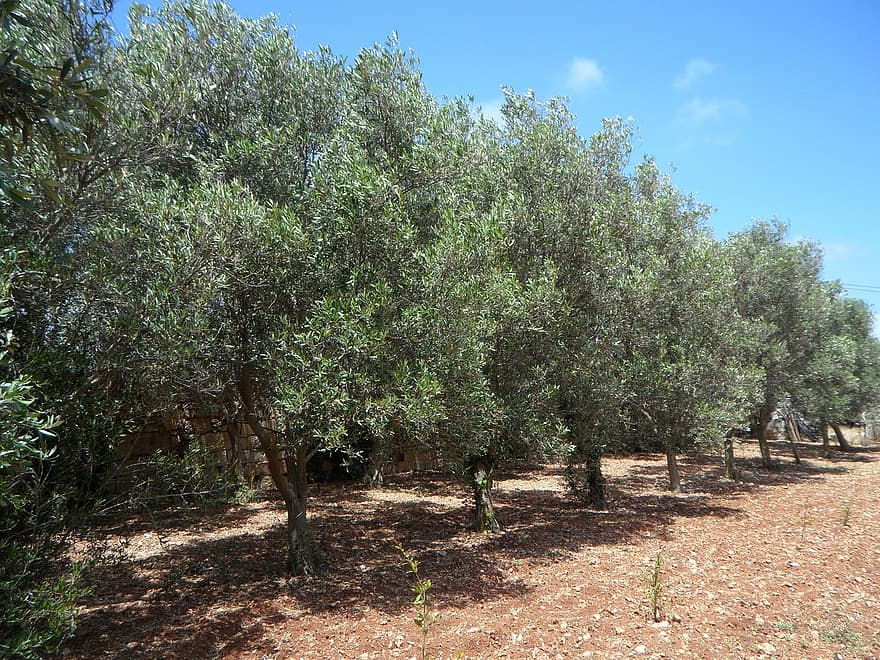olive-trees-series-olives-trees