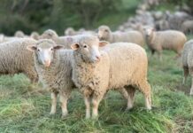 «Μας σκοτώνουν τα παιδιά μας…» – Συγκλονίζει ο κτηνοτρόφος που χάνει το τελευταίο κοπάδι Ρουμλουκίου