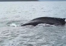 Σπάνια εμφάνιση φάλαινας στις ελληνικές θάλασσες – Εντυπωσιακό βίντεο
