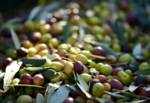 Κόλαφος ο Επίτροπος Γεωργίας: Υπήρχαν Ευρωπαϊκά κονδύλια για την Κρητική ελιά αλλά η Κυβέρνηση δεν έκανε καν αίτημα