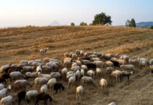 Κτηνοτρόφοι από την Κρήτη στο Μαξίμου για ευλογιά και σχέδιο ανασυγκρότησης