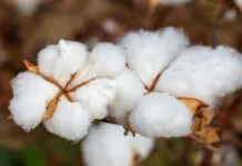Πρωταθλήτρια η Ελλάδα στο ευρωπαϊκό βαμβάκι: Καλύπτει το 80% της παραγωγής