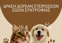Ηράκλειο:Τετραήμερη δράση δωρεάν στειρώσεων από το Δήμο Μαλεβιζίου και το Zero Stray Pawject