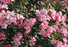 Ενημέρωση στα σχολεία για την τοξικότητα του φυτού της πικροδάφνης – Επικίνδυνο για τους ανθρώπους και τα ζώα