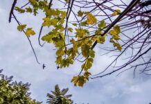 Με χειμωνιάτικο καιρό η Πρωτομαγιά- «Επιβεβαιώνεται η ψυχρή εισβολή» λέει ο Θοδωρής Κολυδάς