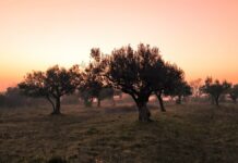Η κλιματική αλλαγή «σπρώxνει» τις ελαιοκαλλιέργειες της Μεσογείου στα βόρεια – Οι κερδισμένες χώρες- Τι θα συμβεί με την Ελλάδα