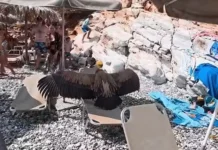Σφακιά: Τεράστιος γύπας «προσγειώθηκε» σε ξαπλώστρα και προκάλεσε τρόμο στους λουόμενους