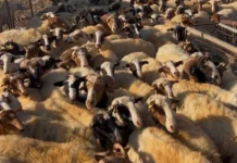 ΑΑΔΕ: Μαζικοί έλεγχοι για αγροτικές επιδοτήσεις στη Κρήτη – Στο μικροσκόπιο 195 κτηνοτρόφοι (pics)