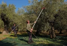 ΟΠΕΚΕΠΕ: Ανοιχτή από σήμερα η πλατφόρμα για αποζημιώσεις σε τρεις κατηγορίες παραγωγών