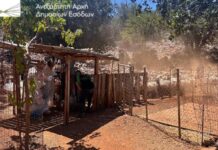 Κρήτη: Πρώτος μαζικός έλεγχος της ΑΑΔΕ για τις αγροτικές επιδοτήσεις – Δεν προσήλθαν οι 120 από τους 195 κτηνοτρόφους