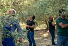 Παράταση έως την 1η Οκτωβρίου 2027 για την υποχρεωτική υποβολή δηλώσεων συγκομιδής ελαιοκάρπου