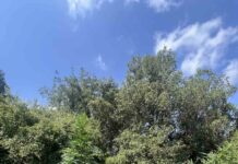 Ρέθυμνο:Εντοπίστηκαν -2- φυτείες και κατασχέθηκαν συνολικά -26- δενδρύλλια κάνναβης