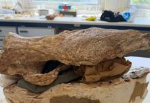 Στην Κρήτη ζούσαν ρινόκεροι πριν από 8 εκατομμύρια χρόνια – Το εντυπωσιακό εύρημα στο Παγκόσμιο Γεωπάρκο UNESCO στη Σητεία