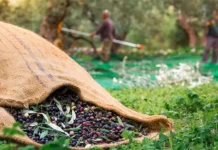 Ελαιόλαδο: Η παραγωγή των Ισπανών πιέζει τις τιμές και οι Ελληνες δεν βιάζονται για τη συγκομιδή μέχρι να ανέβουν